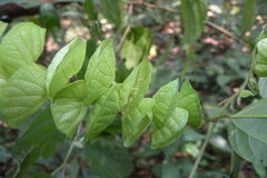 Flemingia strobilifera